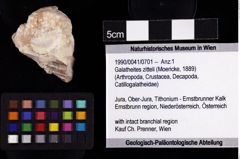 Foto (Objket + Etiketten) von Galatheites zitteli (Moericke, 1889) 